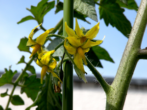 トマトの花