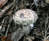6e7d973f.JPG