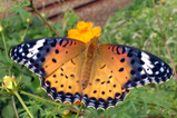 b2c30a36.JPG