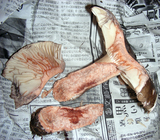 c42f06da.JPG