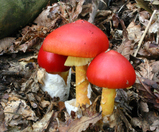 e2e6121c.JPG