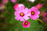 秋桜