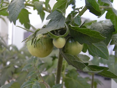 RIMG0536