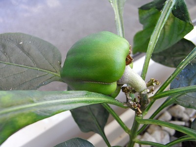 RIMG0533