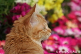 2007.04.03����ä���β���2