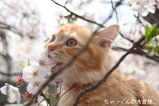 2007.04.04����ä���2