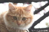 2007.04.12����ä���