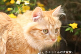 2007.04.12����ä���2