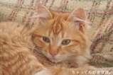 2007.04.13����ä���