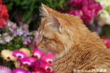 2007.04.03����ä���β���