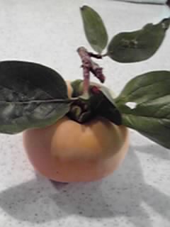 �����줤�ˤϡ�A persimmon??