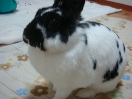¼¡¤Ï¡£¡£¡£o(¡¬^ ¡¬)