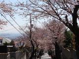 桜のトンネル
