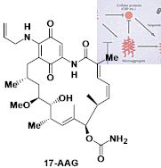 17-AAG