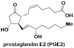 prostaglandin E2