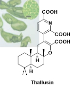 サルシン　Ｔｈａｌｌｕｓｉｎ