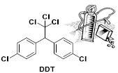DDT