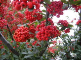 �ҥޥ��ȥ��掠�󥶥�
