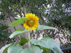 �Ҥޤ�ꡡ09