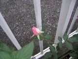 IMGP0673