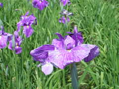 IMGP0603