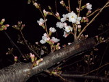 沢山咲き始めた玉串川のソメイヨシノ桜3月24日夜