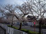 20080329�ζ̶���褤�Υ��ᥤ�襷�Τ��ͻ�