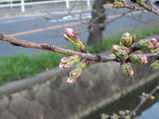 桜の花の形をしてきた玉串川の桜の蕾