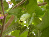 �֤��餯��