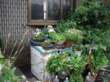 �������ξ������줫�鸫�����