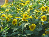�ҥޥ��Ȫ��Up��