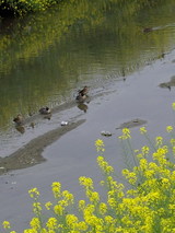 恩地川で暮らす水鳥と菜の花