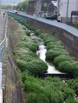 白い花が咲く旧池島高校横の川