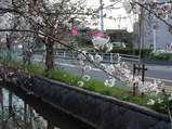 2008年3月27日朝の玉串川沿いの桜の様子
