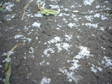 地面に残る雪