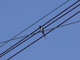 初ツバメ2008年3月25日11時半頃八尾市福万寺町付近の玉串川沿いで