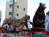 トラ、ワニ、クマの剥製