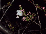 咲き始めた玉串川のソメイヨシノ20080324夜