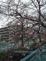 2008年3月26日朝の玉串川の桜の様子