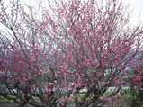 桃色の梅の花