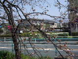 玉串川の上に伸ばした枝にも花が咲き始めたソメイヨシノ3月25日