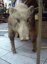 イノシシの剥製