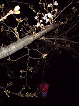 咲き始めた玉串川沿いの桜並木2008年3月24日夜