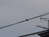 2008年3月27日朝玉串川傍で見かけたツバメ
