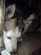 散歩後はすぐに小屋に入ったジュディ