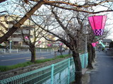 ピンク色が出てきたソメイヨシノの蕾
