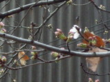 開花した八尾のソメイヨシノ桜2008年3月24日朝
