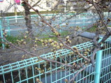 3月21日夕方の玉串川の桜の蕾