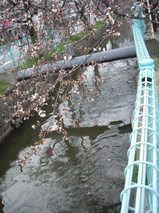 2008年3月26日朝の玉串川沿いのソメイヨシノ