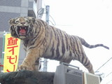2008年度浦美術の展示品トラの剥製